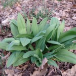 A clump of ramps or wild leeks