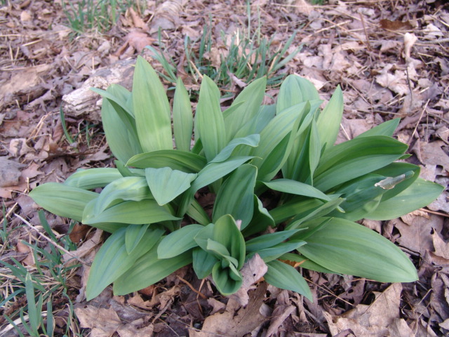 A clump of ramps or wild leeks