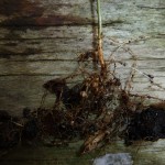 Ground Bean roots showing nitrogen fixing nodules