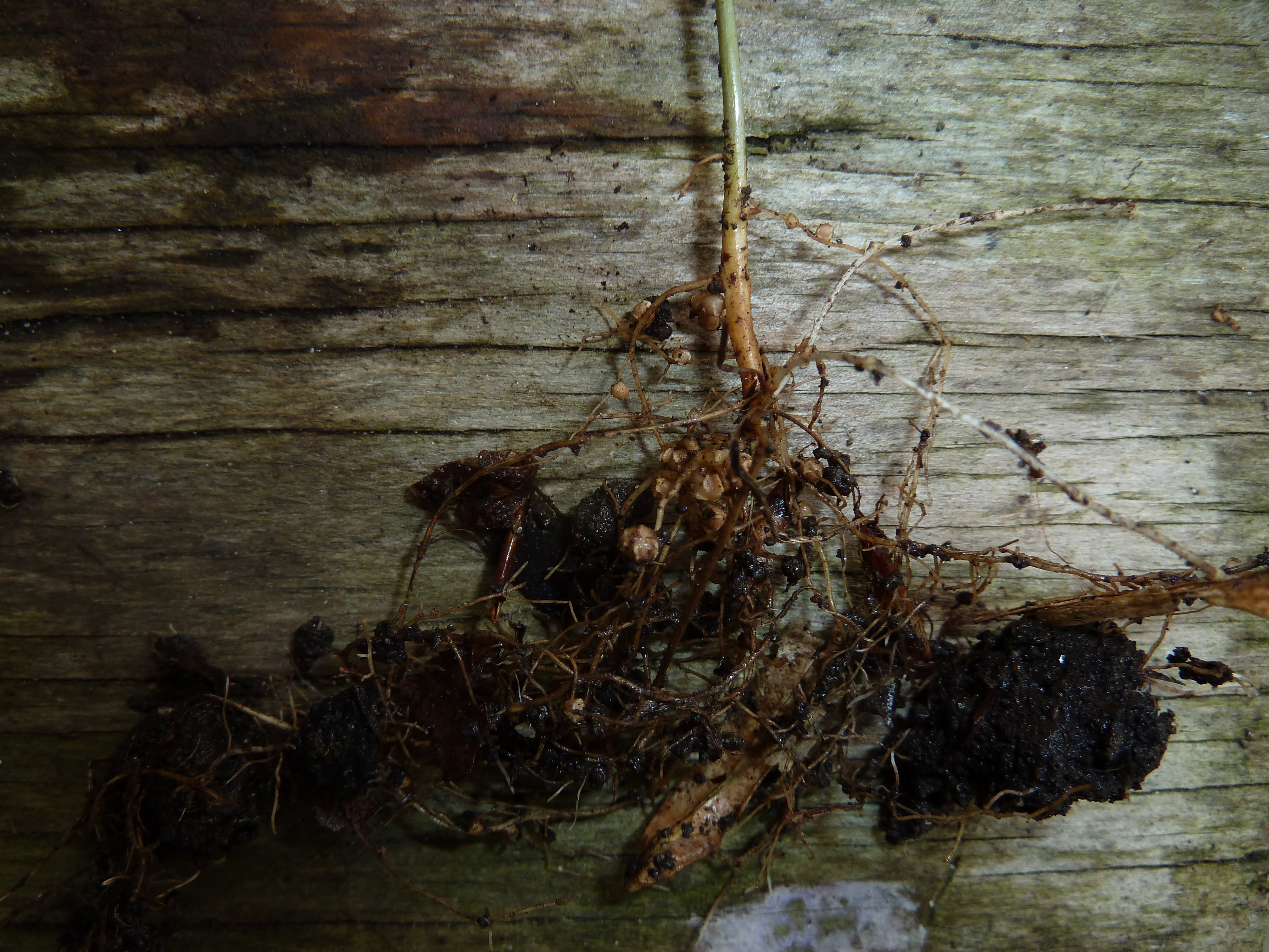 Ground Bean roots showing nitrogen fixing nodules