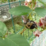Attracting local native pollinators