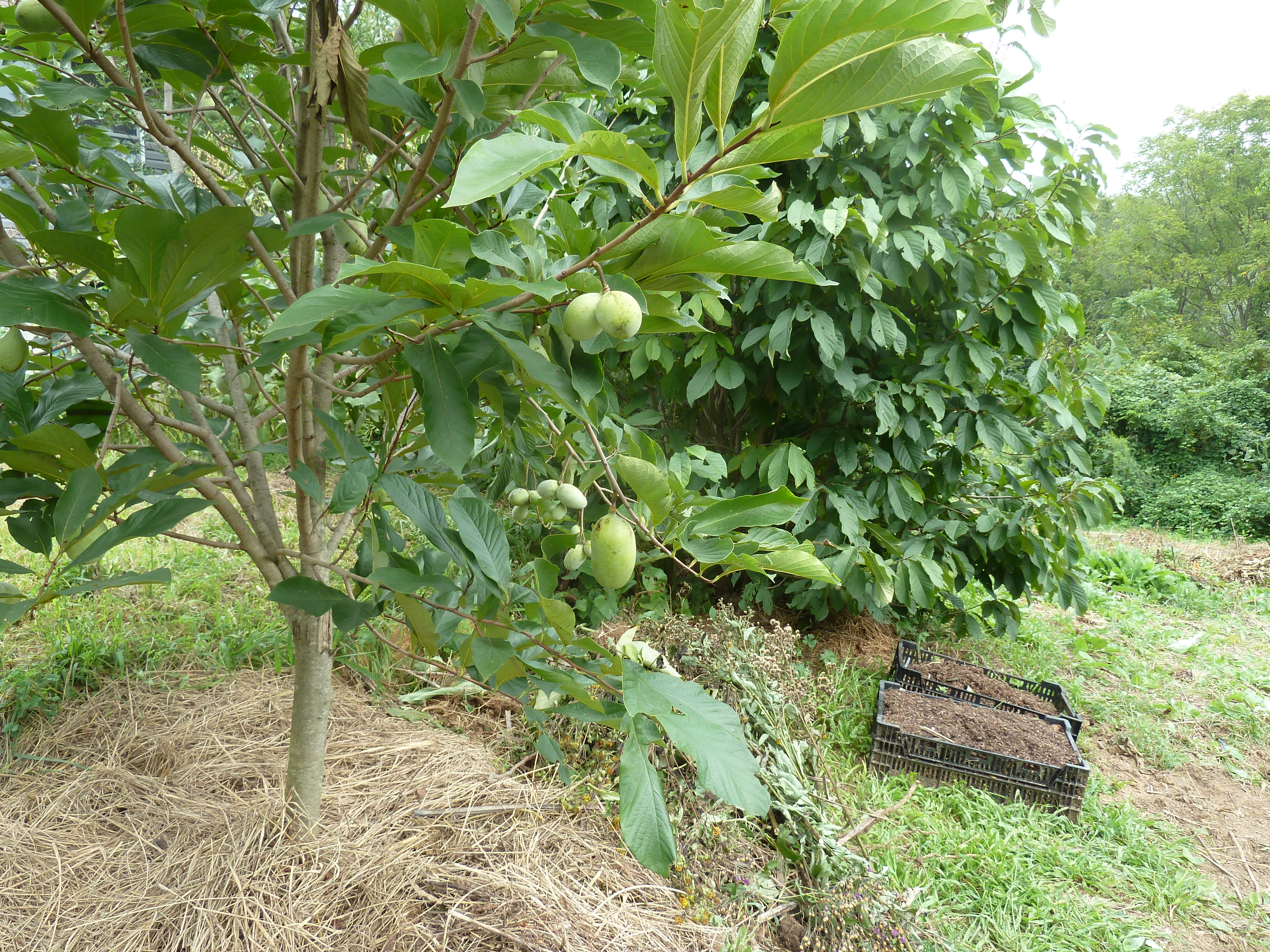 Mature fruit bearing Pawpaw tree!