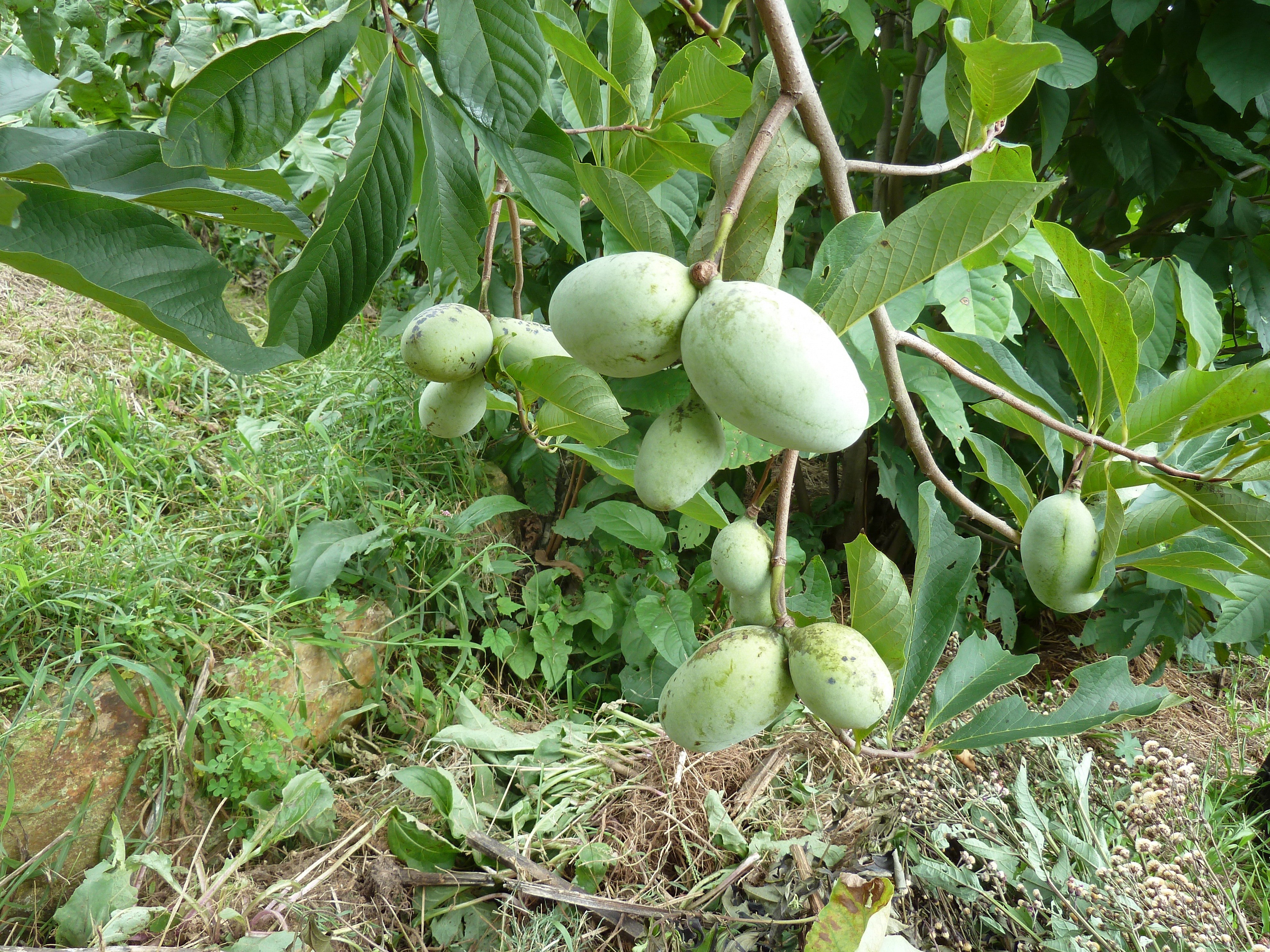 Pawpaw tree and fruits